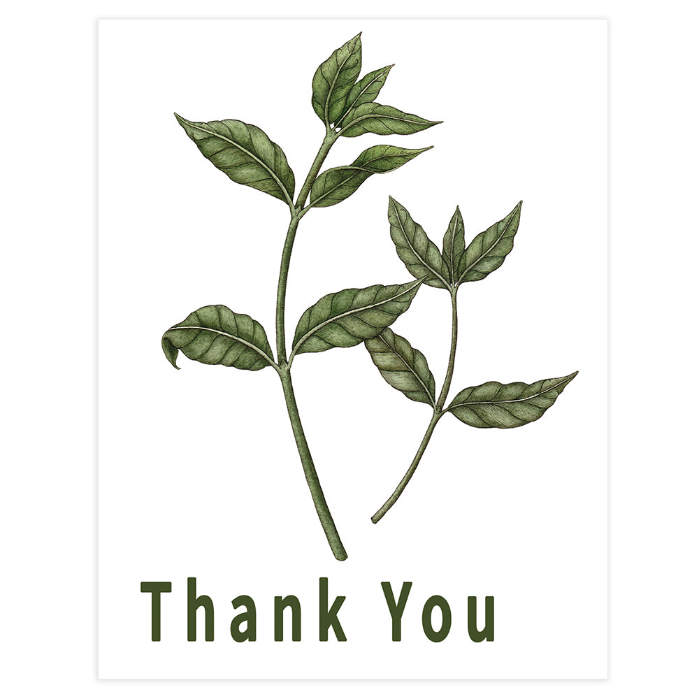 Special Occasion Cards The Coffee Tree Roastery