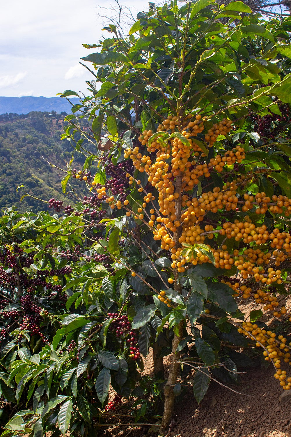 Costa Rica Pacamara