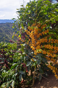 Costa Rica Pacamara