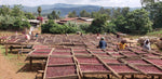 Load image into Gallery viewer, Ethiopia Lekempti
