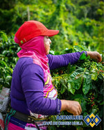 Load image into Gallery viewer, Colombia Huila
